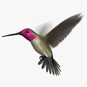 3D Anna's Hummingbird (Animated) model
